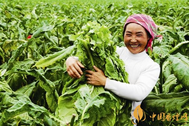 煙葉稅是什么，煙葉稅如何計算
