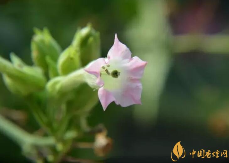 煙草花花語(yǔ)是什么，煙草花什么時(shí)候開(kāi)花