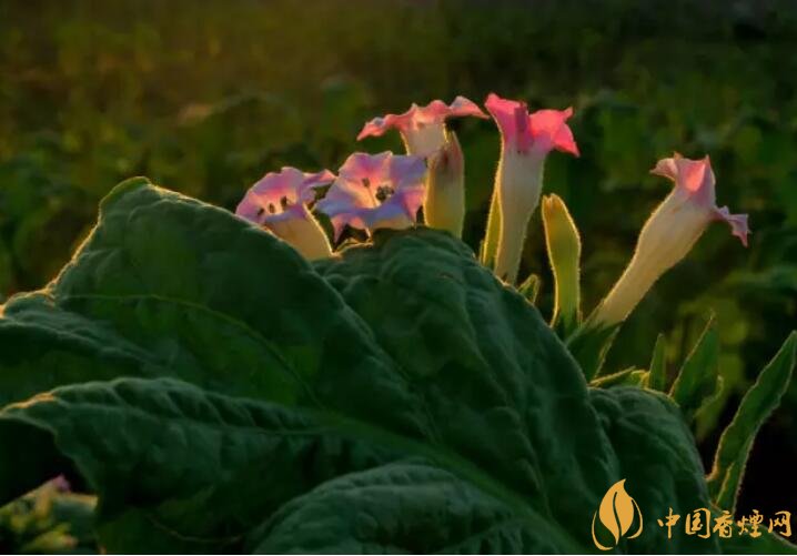 煙草花花語(yǔ)是什么，煙草花什么時(shí)候開(kāi)花