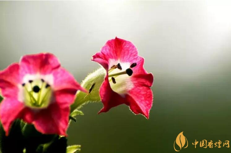 煙草花花語(yǔ)是什么，煙草花什么時(shí)候開(kāi)花