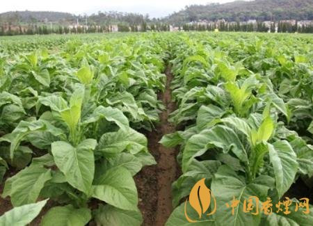 湖南瀏陽煙草局依托G80烤煙特色品種為煙農(nóng)創(chuàng)收9375萬元！
